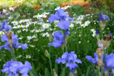 Iris Garden Oil finefeath 72 00057.jpg