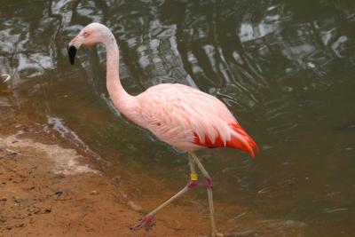 Flamingos 72  00011 copy.jpg