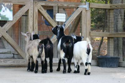 Goat 72  00113 copy.jpg