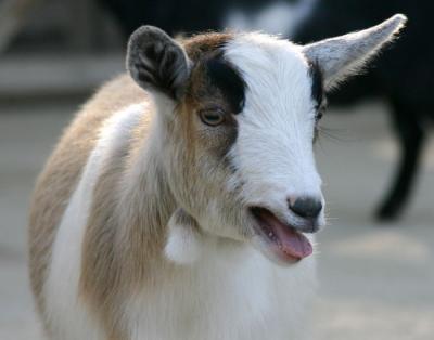 Goat2 72  00121 copy.jpg