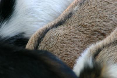 Goat2 72  00131 copy.jpg
