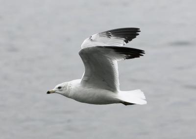 A gull fly-by checking for chow.