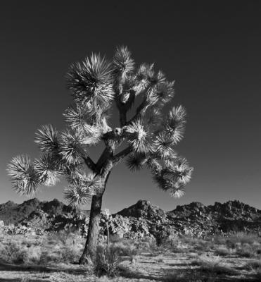 Lone-Tree-BW2.jpg