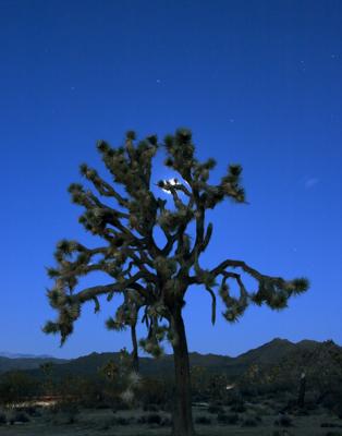moonset1.jpg