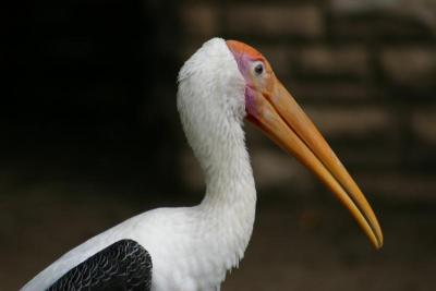 SA_Zoo_2004 053.jpg