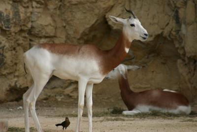 SA_Zoo_2004 082.jpg