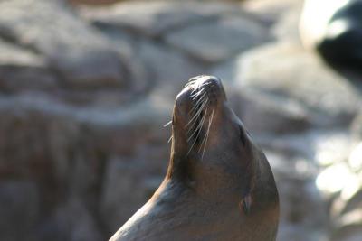 Sea World 2004