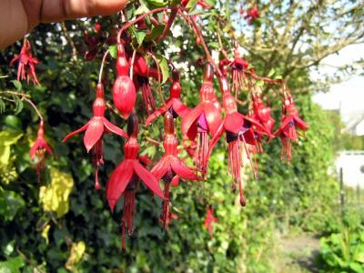 Fuchsia - Captain's House B&B