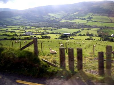 between Dingle and Tralee