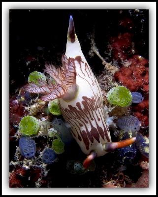 Philippine Islands Nudibranch