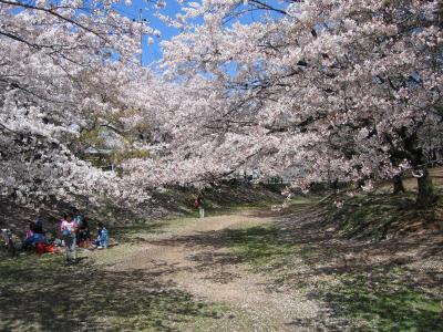 Sakura near Tsurumai-kōen