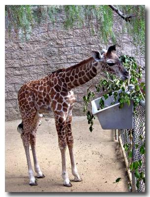 Baby Masai Giraff
