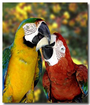 2 Macaws