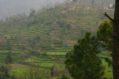 Step farming, Timber Trail, Parwanoo, Himachal Pradesh