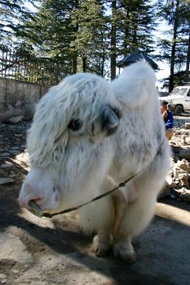 Y is for Yak, Kufri Peak, Himachal Pradesh