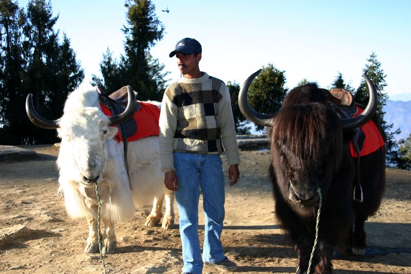 Yak rides, Kufri Peak, Himachal Pradesh