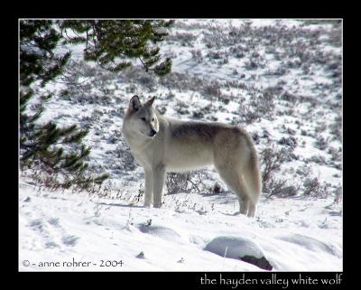 11-04haydenwhitewolf.jpg