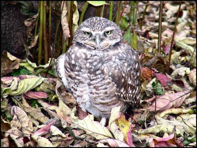 TinyOwl