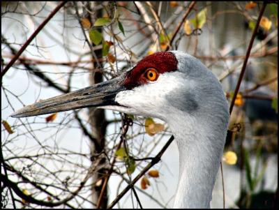 SandhillCrane