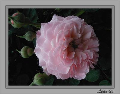 u49/yvonneii/medium/35604515.Leander.2004.2.jpg