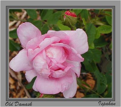 u49/yvonneii/medium/36514547.Ispahan.2004.1.jpg