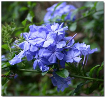 Blue Plumbago in March