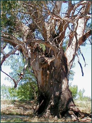 Eucalyptus leucoxylon spp leucoxylon.