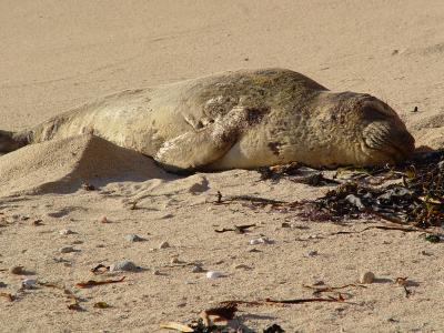 Sleeping Seal