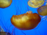 Sea Nettle