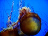 Sea Nettle