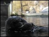 20041111 / Sea Otter