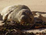 Sleeping Seal