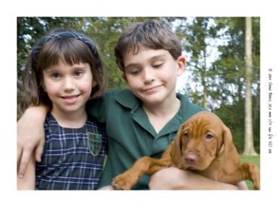 Here's Tiger - Our Newest Vizsla