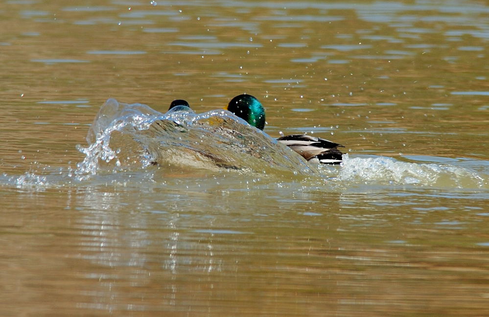 DSC_2206 copy.jpg