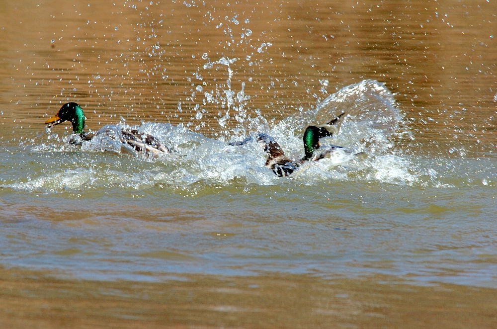 DSC_2228 copy.jpg