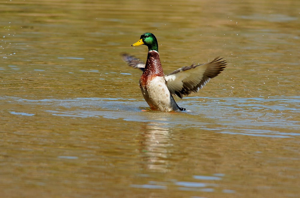 DSC_2231 copy.jpg