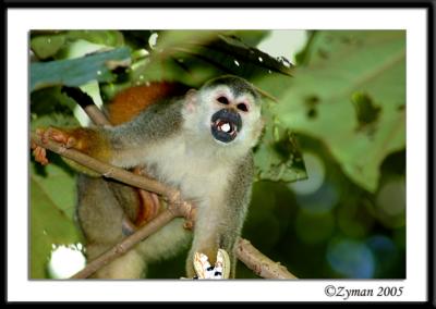 u49/zymans/medium/40825648.DSC_1495.jpg