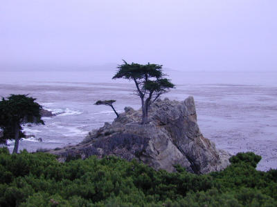 Lone Cypress,  17 mile drive