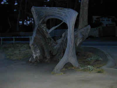 Dead tree 17mile