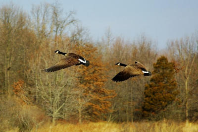 Geese at Lord Stirling Park