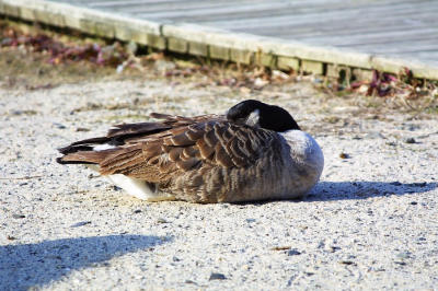 Goose at Lord Stirling Park takes a snooze