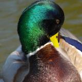 Mallard Drake (Anas platyrhynchos)