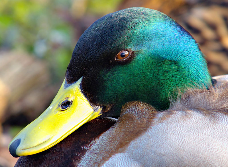 Mallard2 (Anas platyrhynchos)