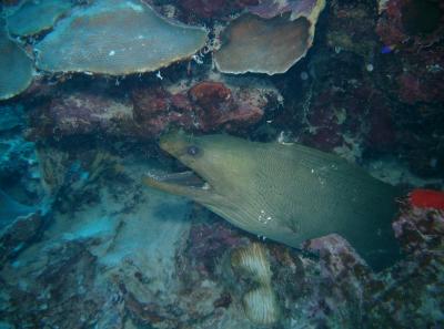 Huge Green Moray Eel