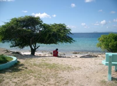 Relaxing under a tree between dives