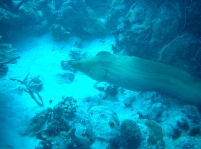 Giant Green Moray Eel that was upset with Church for some reason