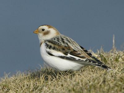 Snow Bunting - Snespurv - Plectrophnax nivalis