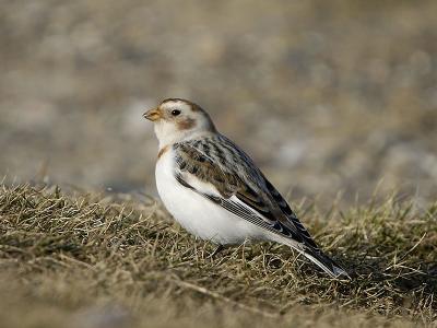 u5/alb123/medium/40997703.DSC_0551Snespurv.jpg