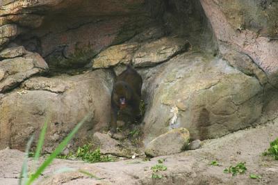 AKBaboon.jpg