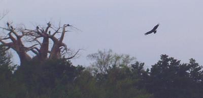 AKVultures.jpg